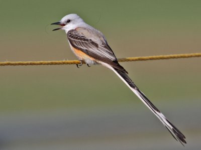 flycatcher-scissortailed9142-1024.jpg