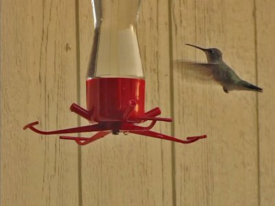 hummingbird-from-video01a.jpg