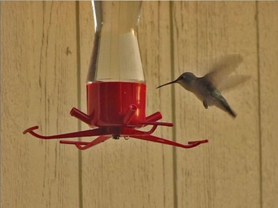 hummingbird-from-video02a.jpg