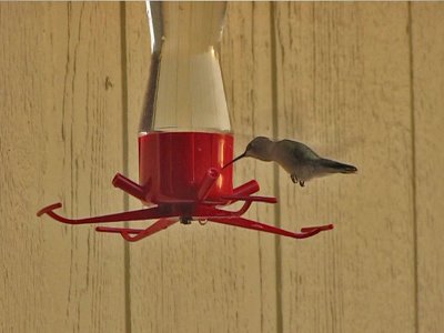 hummingbird-from-video03a.jpg