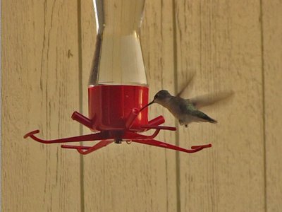 hummingbird-from-video04a.jpg