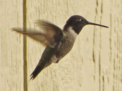 hummingbird-blackchinned1592-1024.jpg