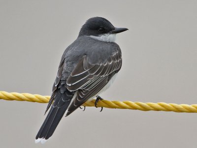 kingbird-eastern0175-1024.jpg