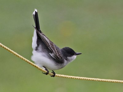 kingbird-eastern0179-1024.jpg