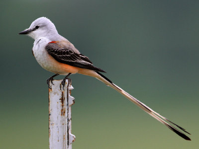 flycatcher-scissortailed0270-1024.jpg