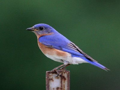 bluebird-eastern0150-1024.jpg