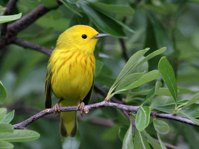 warbler-yellow4772-1024.jpg