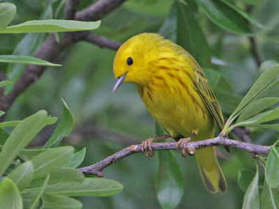 warbler-yellow4768-1024.jpg