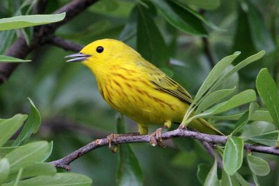 warbler-yellow4752-1024.jpg