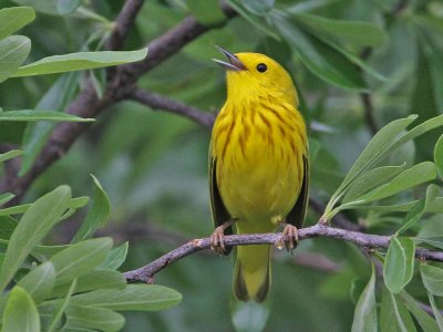 warbler-yellow4764-1024.jpg