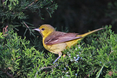 oriole-orchard8284-800.jpg