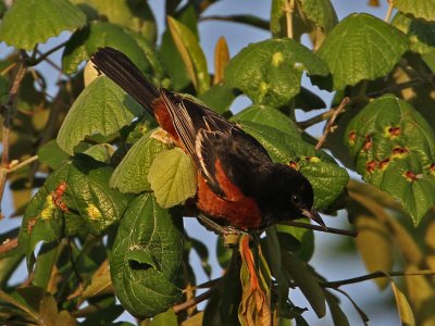 oriole-orchard8201-800.jpg