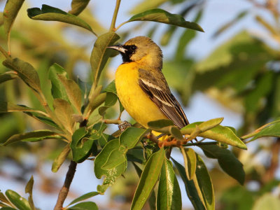 oriole-orchard8175-1024.jpg