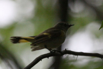 redstart4749-800.jpg