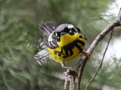 warbler-magnolia4812-800.jpg