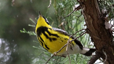 warbler-magnolia4831-800.jpg