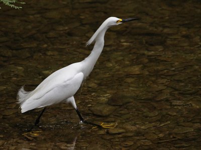 egret-snowy4744-1024.jpg