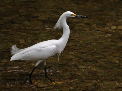 egret-snowy4748-1024.jpg