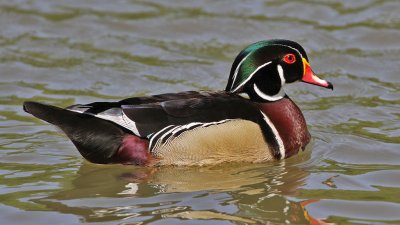 duck-wood9502-1024.jpg