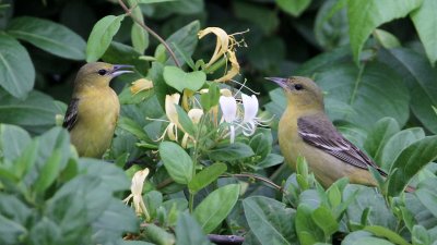 oriole-orchard8713-1024.jpg