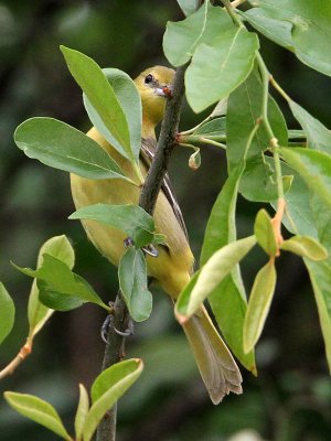 oriole-orchard8694-800.jpg