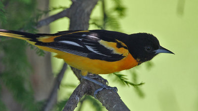 oriole-baltimore1634-1024s.jpg