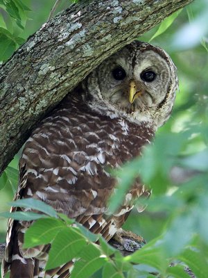 owl-barred2577-800.jpg