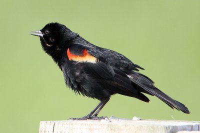 blackbird-redwinged2407-1024.jpg