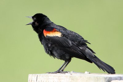 blackbird-redwinged2410-1024.jpg