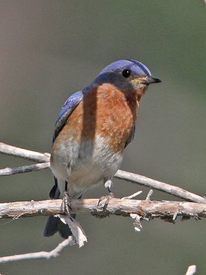bluebird-eastern2507-800s.jpg
