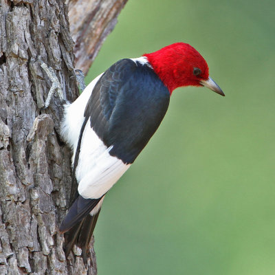 woodpecker-redheaded5355-1024.jpg