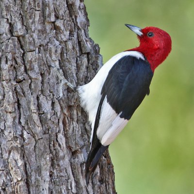 woodpecker-redheaded5377-1024.jpg