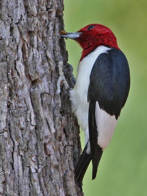 woodpecker-redheaded5416-1024.jpg