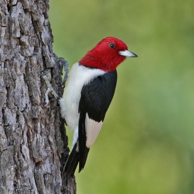woodpecker-redheaded5456-1024.jpg