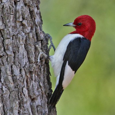 woodpecker-redheaded5464-1024fs.jpg