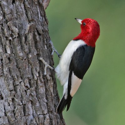 woodpecker-redheaded5497-1024.jpg