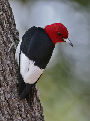 woodpecker-redheaded5542-1024.jpg