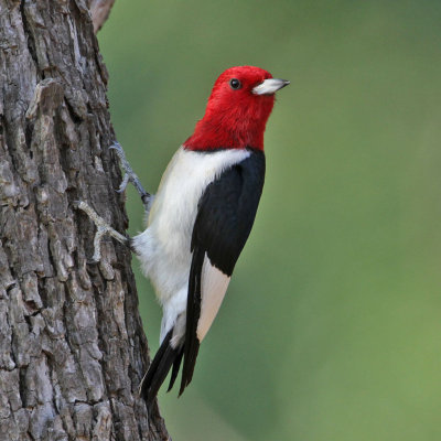 woodpecker-redheaded5502-1024.jpg