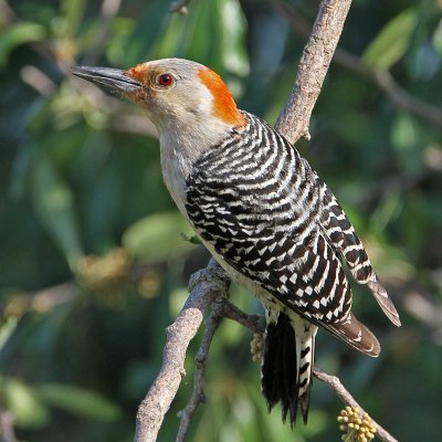 woodpecker-redbellied6350-800.jpg