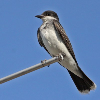 kingbird-eastern6109-800.jpg