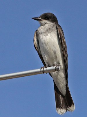 kingbird-eastern6153-800.jpg