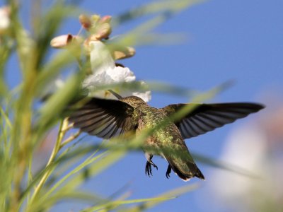 hummingbird7019-1024.jpg