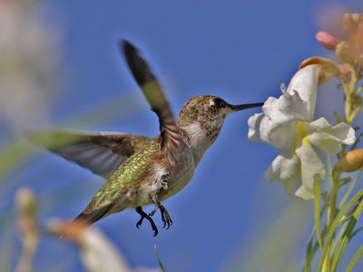 hummingbird7027-1024.jpg