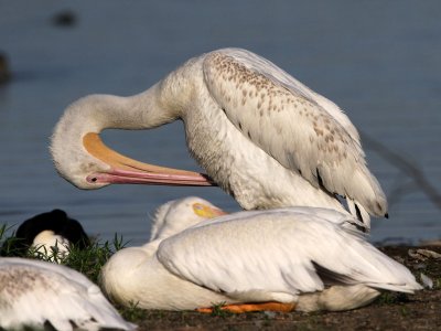 pelican-white7479-1024.jpg