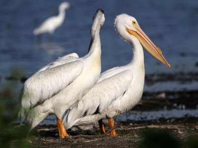 pelican-white7579-1024.jpg
