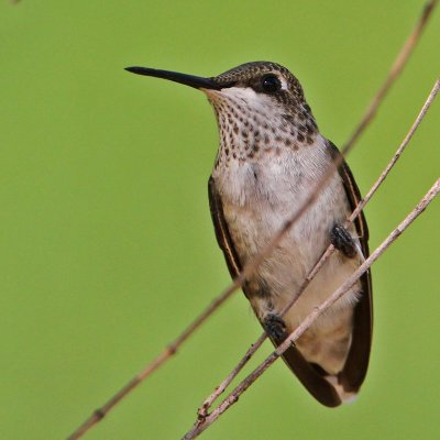 hummingbird-blackchinned7270-800.jpg