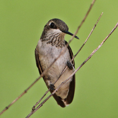 hummingbird-blackchinned7275-800.jpg