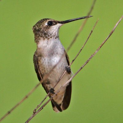 hummingbird-blackchinned7280-800.jpg