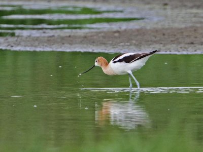 avocet7951-1024.jpg