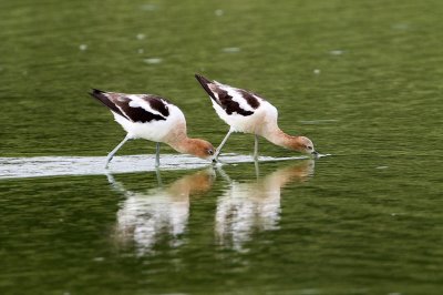 avocet8112-1024.jpg